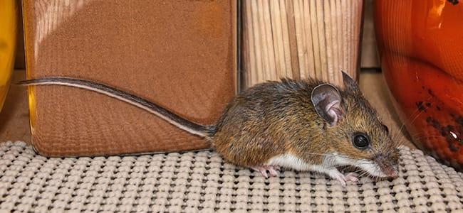 house mouse in maryland home