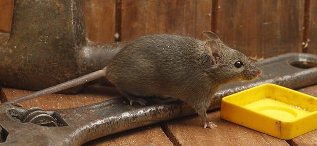 mouse in maryland basement