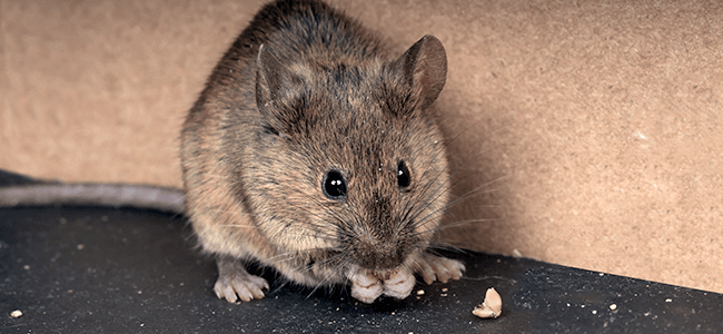 get rid of mice and rats for good with american pest in md dc and va