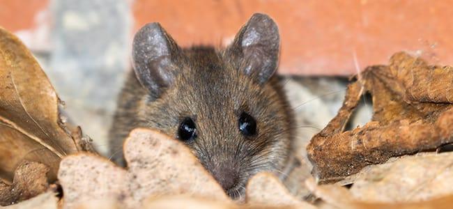 mouse in leaves