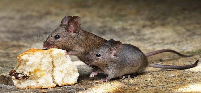 How To Tell If You Have Mice Or Rats