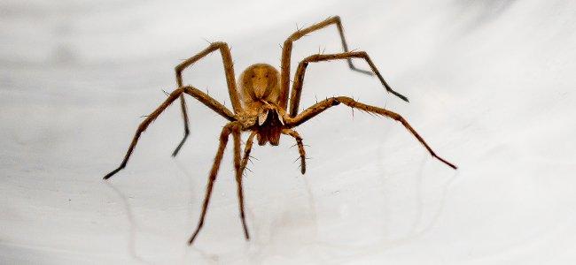 spider on white floor