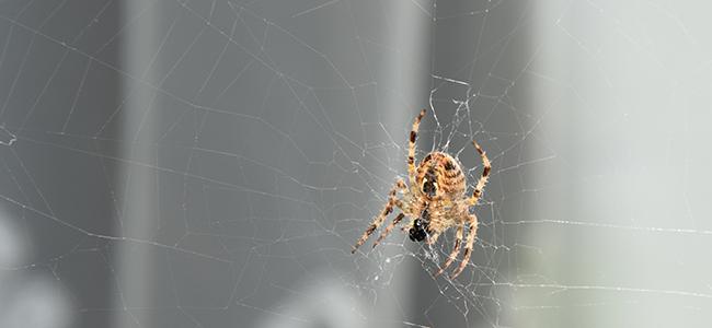 house spider in web
