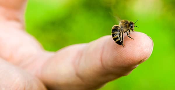 a bee stinging the finger of a human resident outside of a home in calverton maryland