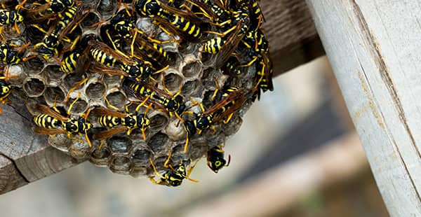a nest of wasps on the exterior of a home in burtonsville maryland
