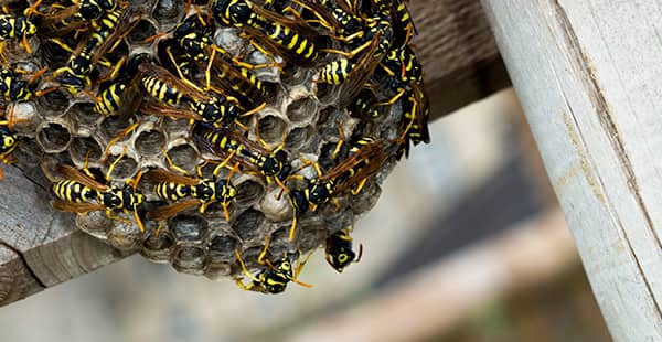 How To Deal With Wasp Nests On Your Property