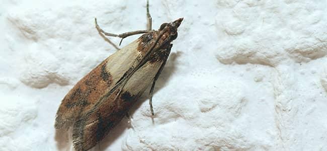 indian meal moth crawling in dc snow