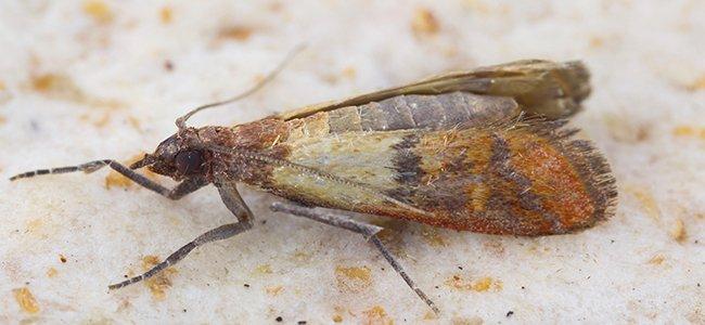 indian meal moth on bread