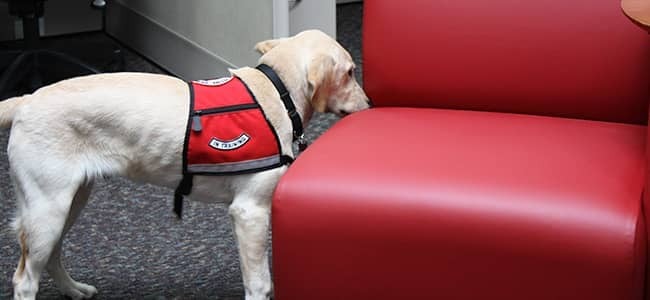 Learn More About Bed Bug Dog Inspections bed bug dog