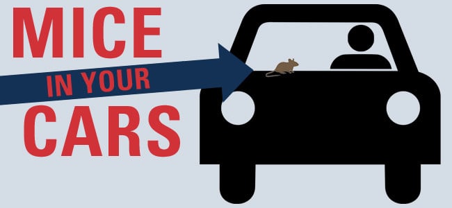 Find Out What Mice Can Do To Your Car mice in cars illustration