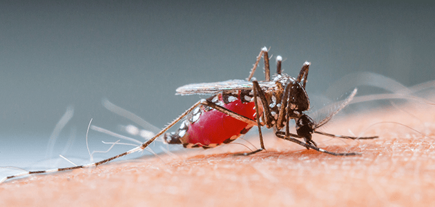 mosquito biting skin