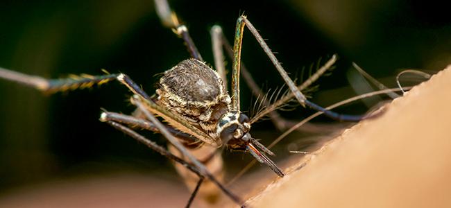 mosquito up close