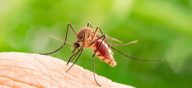 why do mosquitoes bite humans?