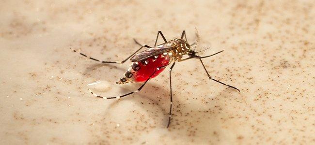 mosquito on counter top