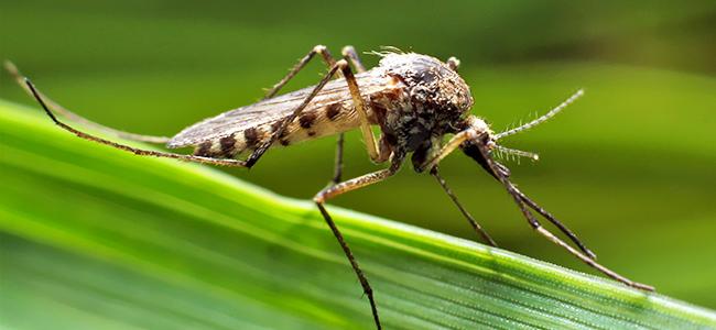 mosquito in maryland