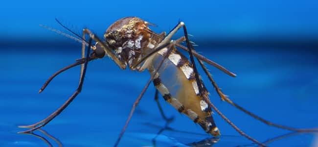 a mosquito resting on water in washington dc