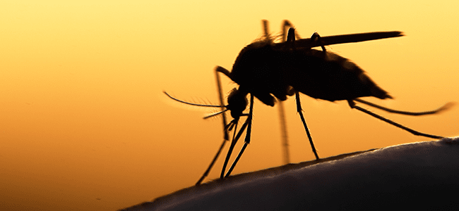 mosquito up close