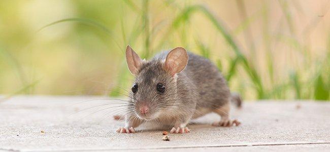 rodent on a porch