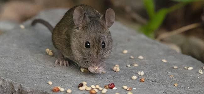 a mouse eating seeds in a maryland garden