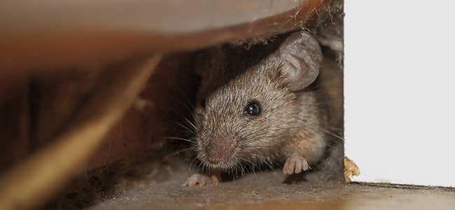 Learn How American Pest Can Help You Remove Mice From Your Home mouse in wall void