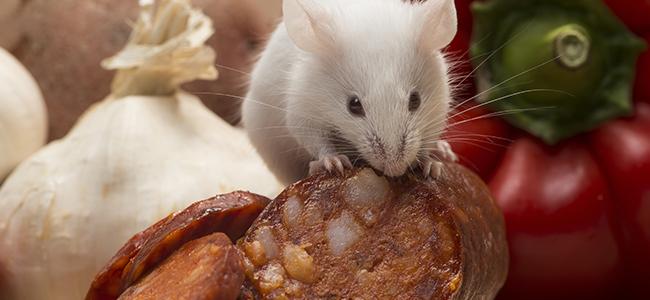 mouse eating food on counter