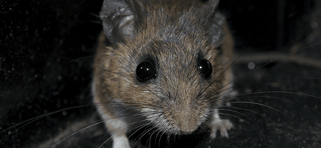 Learn How To Remove Mice From Your Home mouse up close
