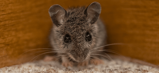 Learn More About Mice And Rats In MD rodent problem in Maryland
