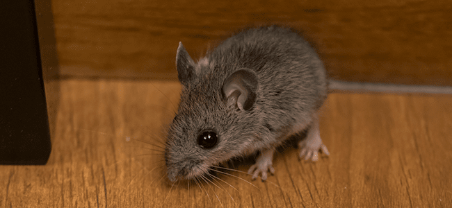 How Do Mice Get In Your House