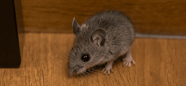 mouse in kitchen