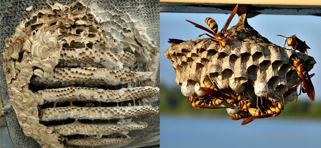 comparison of yellowjacket nest and wasp nest