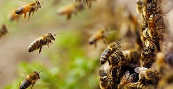 a swarm of bees outside of a home in bowie maryland