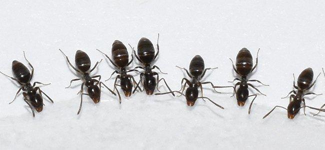 ants on a counter