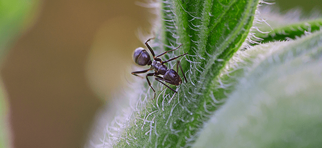 odorous house ant in home