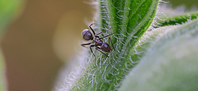 an odorous house ant in a garden near washington dc