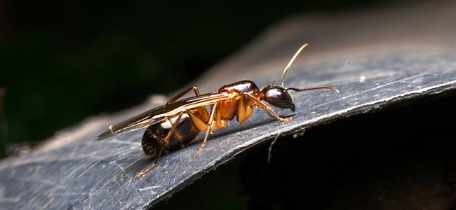 odorous house ant crawling on a hard surface