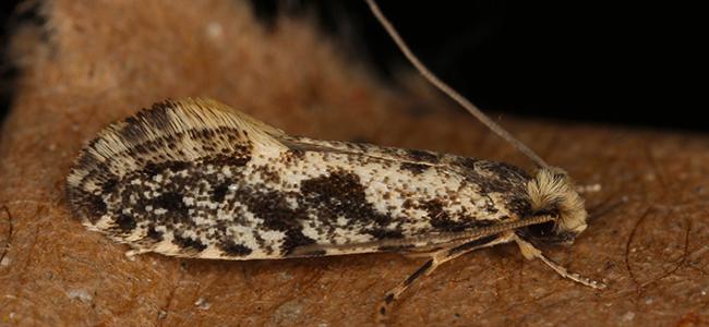 pantry moth