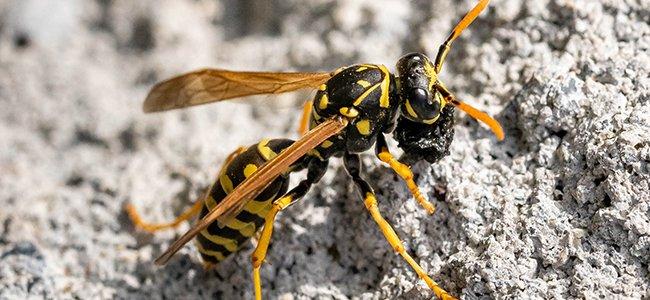 paper wasp on a rock