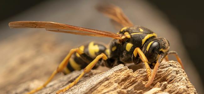 yellow jacket on wood