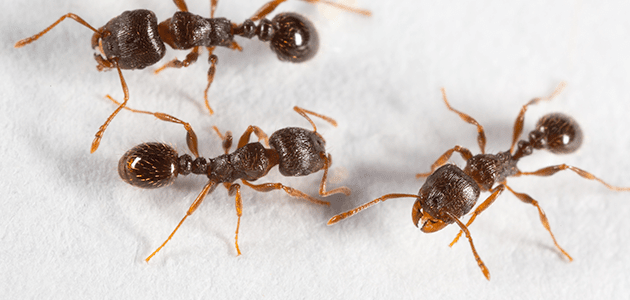 pavement ants on white background