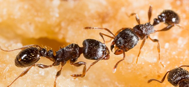 two pavement ants on food