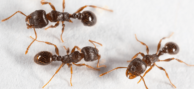 pavement ants up close before ant control dc