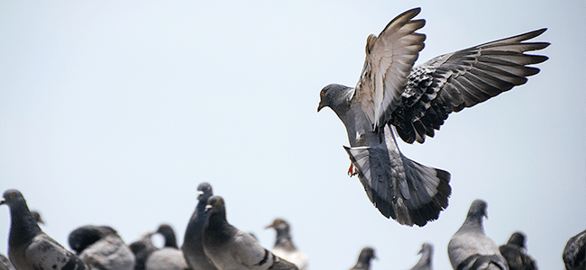 pigeons by business