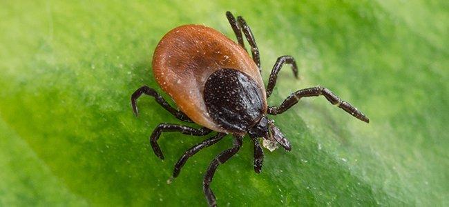 tick crawling on leaf