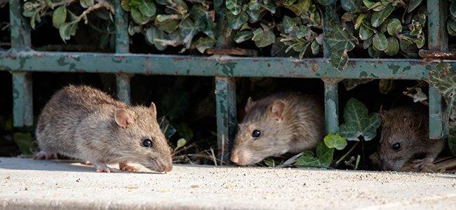 rats crawling out of holes