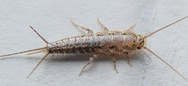 close up  of silverfish on paper