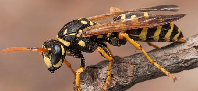 wasp on branch