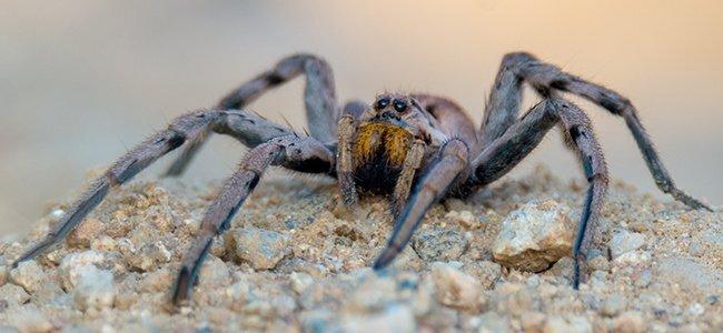 wolf spider crawling on rocks