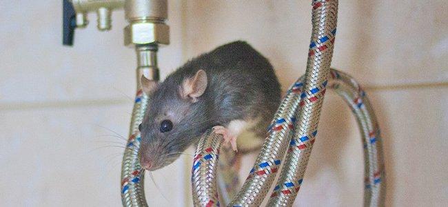 rat under sink