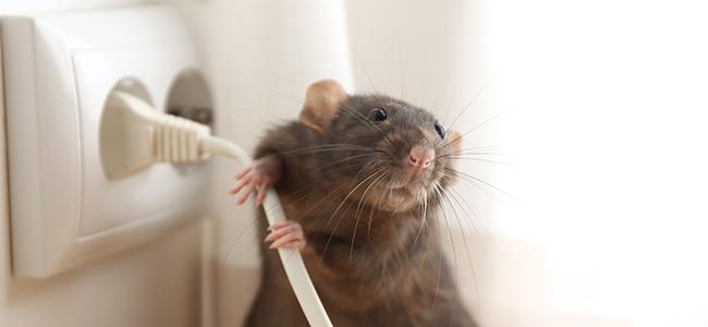 a rodent in a home crawling on electrical wires