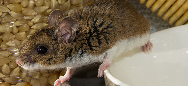 a small rodent in a kitchen pantry